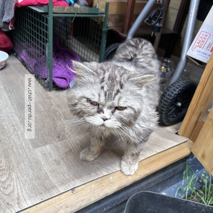 Photo 1/1 Chat trouvé Trouvé à Roubaix