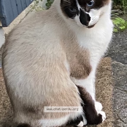 Photo de chat perdu à Lallaing