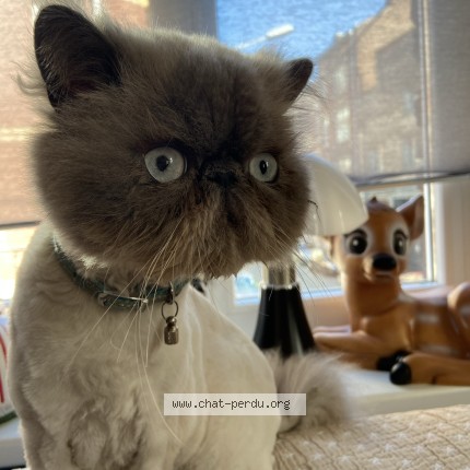 Photo de chat perdu à Sainghin En Melantois