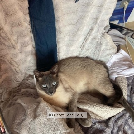 Photo de chat perdu à St Yvi