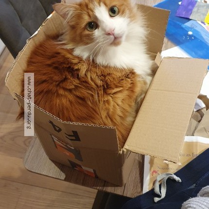 Photo de chat perdu à Verel Pragondran