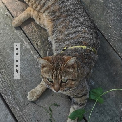 Photo 1/1 Chat retrouvé Perdu à Aytre
