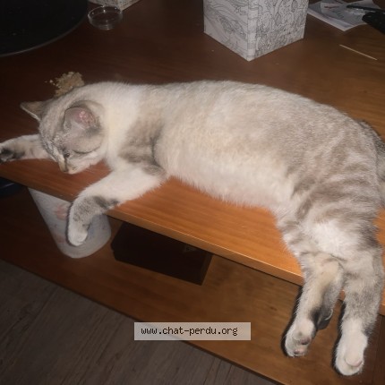 Photo de chat perdu à Combree
