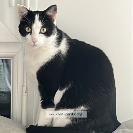 Photo de chat perdu à Saint Leger Les Vignes