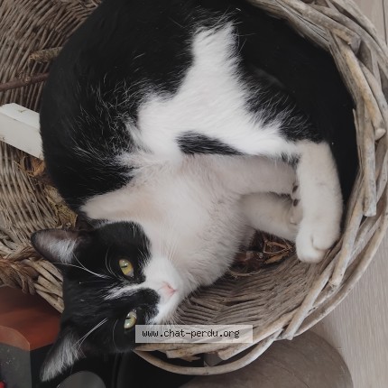 Photo de chat perdu à Castelginest
