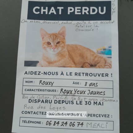Photo de chat perdu à Maisons Laffitte