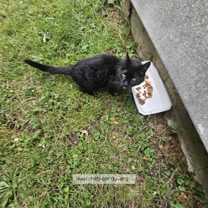 Photo 1/4 Chat trouvé Trouvé à Creteil