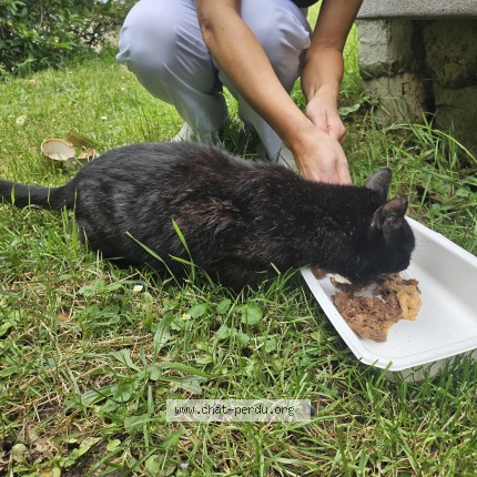 Photo 3/4 Chat trouvé Trouvé à Creteil