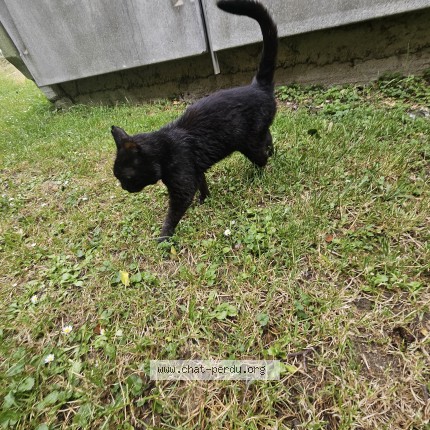 Photo 4/4 Chat trouvé Trouvé à Creteil