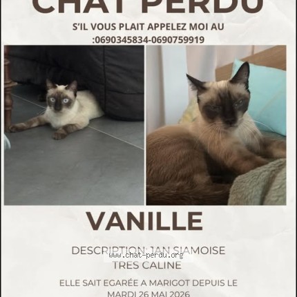 Photo 1/1 Vanille Chat perdu à Marigot