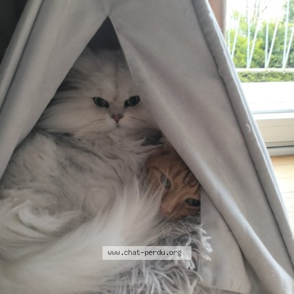 Photo de chat perdu à La Frette Sur Seine