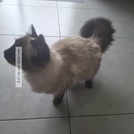 Photo 1/1 Chat retrouvé Perdu à Ploufragan
