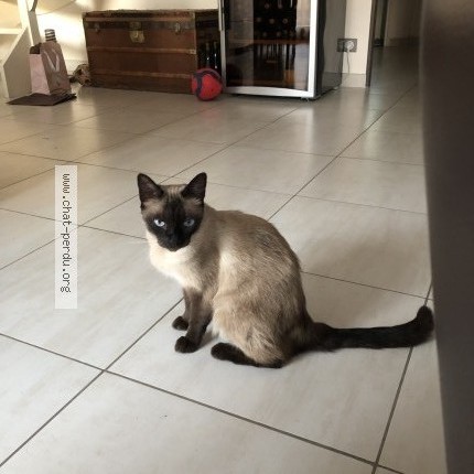 Photo 1/1 Mallow Chat perdu à Roissy En Brie