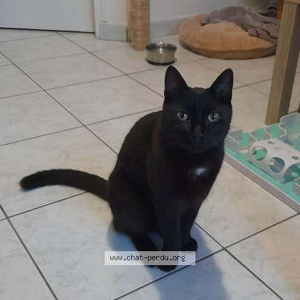 Photo de chat perdu à Les Sorinieres
