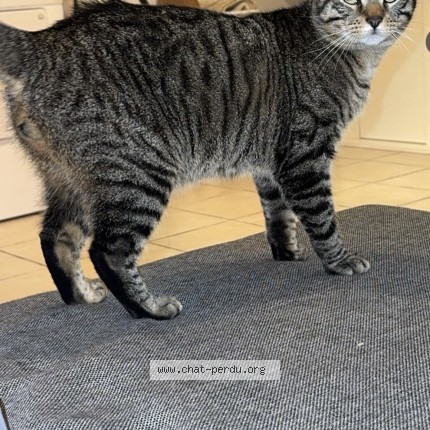 Photo 1/1 Zoro Chat perdu à Lamballe Armor Les Ponts Neufs