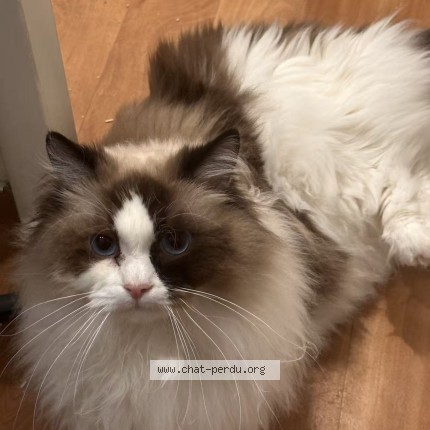 Photo de chat perdu à Grenoble