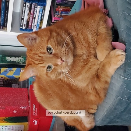 Photo de chat perdu à Laval