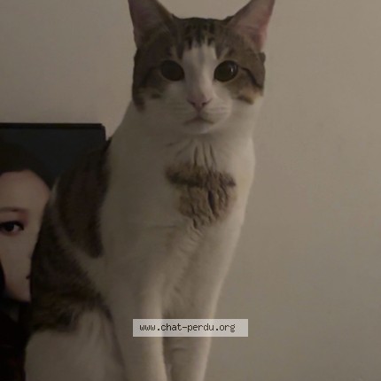 Photo 1/3 Chat retrouvé Perdu à Neuilly Plaisance