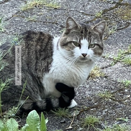 Photo 1/1 Chat trouvé Trouvé à Roche La Moliere