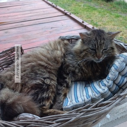 Photo de chat trouvé à Veneux Les Sablons