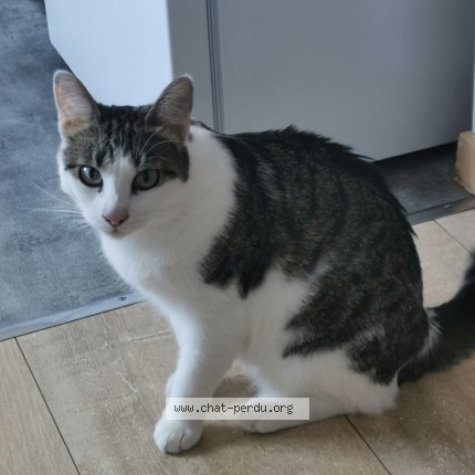 Photo 1/1 lauris Chat perdu à Wattrelos