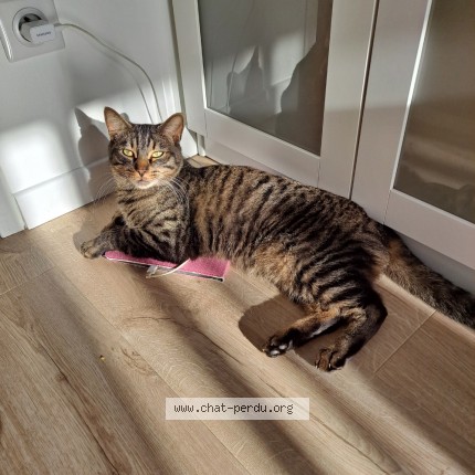Photo 1/1 Sirius Chat perdu à Meschers Sur Gironde