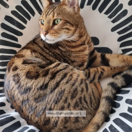 Photo 1/1 Simba Chat perdu à Gretz Armainvilliers