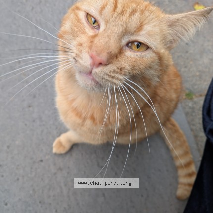 Photo de chat trouvé à Paris