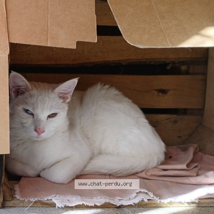 Photo 1/1 Chat retrouvé Perdu à St Julien Molin Molette
