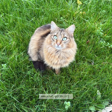 Photo de chat perdu à Meung Sur Loire