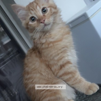 Photo de chat perdu à La Seyne Sur Mer