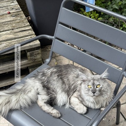 Photo de chat perdu à Colombes