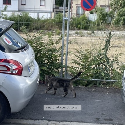Photo 1/1 Chat trouvé Trouvé à Aubervilliers