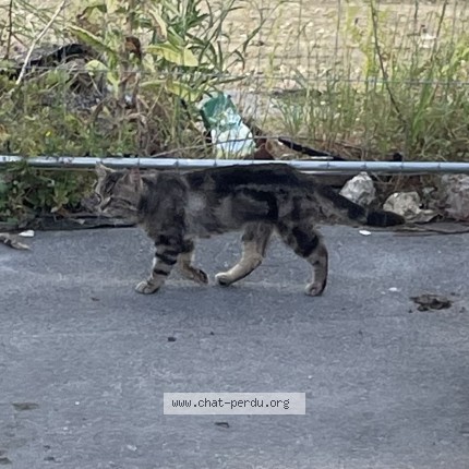 Photo 2/2 Chat trouvé Trouvé à Aubervilliers