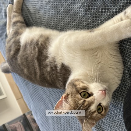 Photo 1/1 ninou Chat perdu à Perpignan