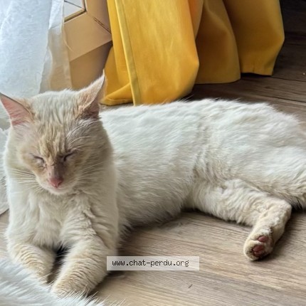 Photo de chat perdu à Montoir De Bretagne