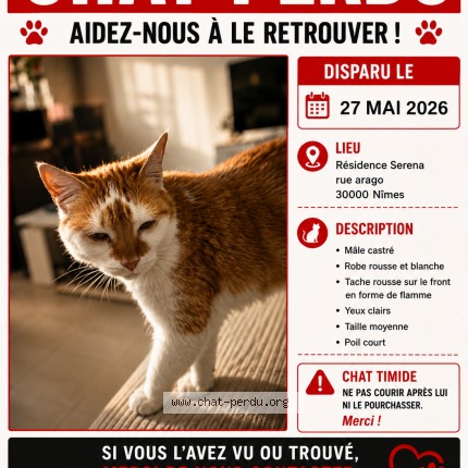 Photo de chat perdu à Nimes
