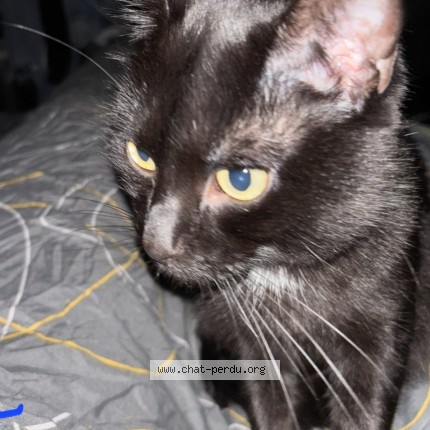 Photo de chat perdu à Joue Les Tours