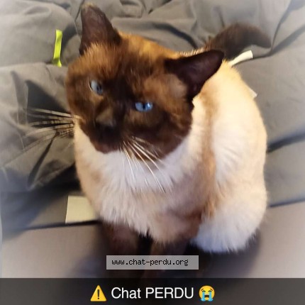 Photo 1/1 Chat retrouvé Perdu à Fleury Les Aubrais