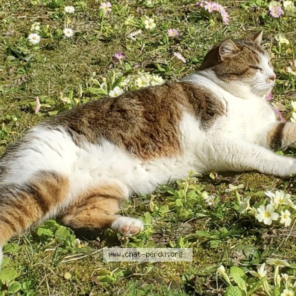 Photo de chat perdu à Heyrieux
