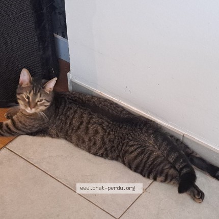 Photo 1/1 Tipsy. Chat perdu à Tervuren