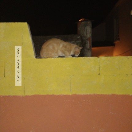 Photo 1/1 Chat trouvé Trouvé à Reze