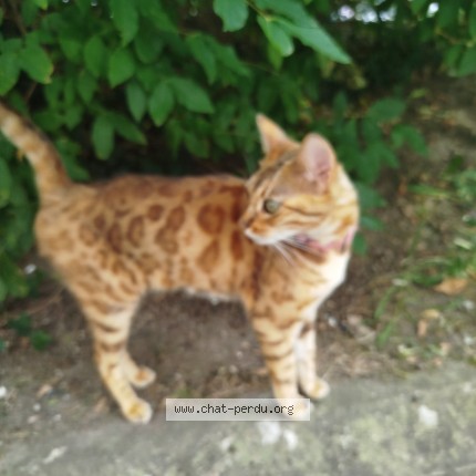 Photo de chat trouvé à Amboise