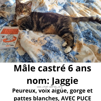 Photo de chat perdu à Gisors