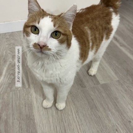 Photo de chat perdu à Lespignan