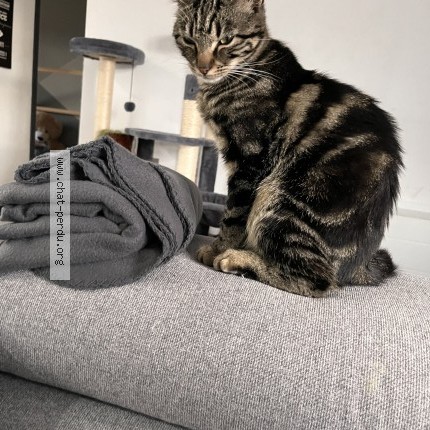 Photo de chat perdu à Thil