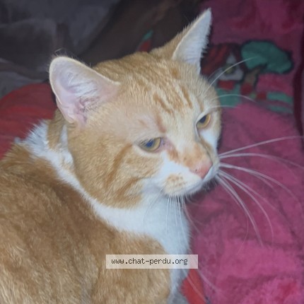 Photo 2/2 Chat retrouvé Perdu à Boulogne Billancourt