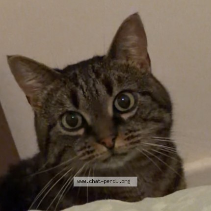 Photo 1/1 milka Chat perdu à Rennes