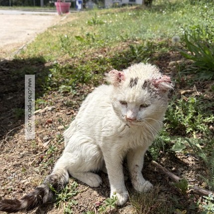 Photo de chat trouvé à Les Cheres