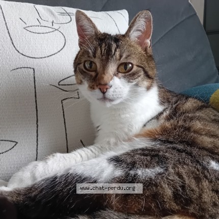 Photo 1/1 Chat retrouvé Perdu à Conde Sur Huisne